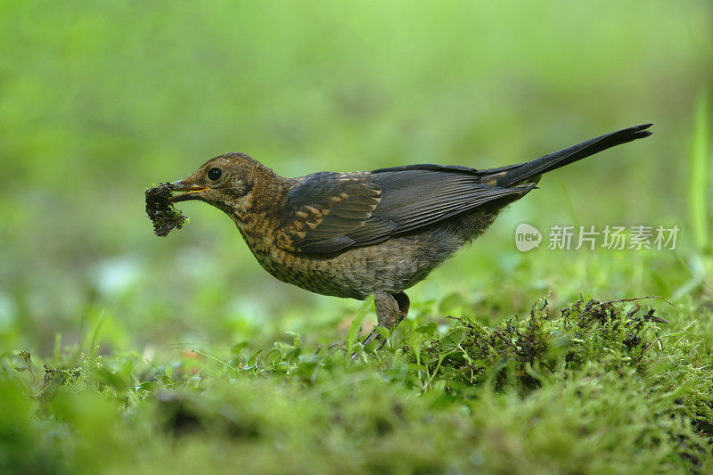 幼黑鹂(Turdus merula)